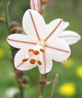 onion-leafed asphodel